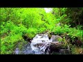 Sound of a Flowing River in an Uncharted Area, Asmr, Forest Birds Chirping ✦ Forest Sounds