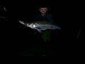SPRING Striped Bass Migration : Night Time FEEDING FRENZY