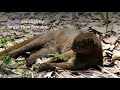 Jaguarundi || Description, Characteristics and Facts!