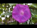 Blue morning glory, ocean blue morning glory, koali awa,  blue dawn flower #flower