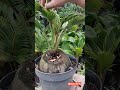 bonsai kelapa semi original