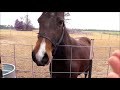 Our rescue horse showing off