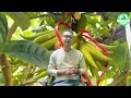 How To Harvest and Processing Buddha's Hand Fruit In Farm ▶1