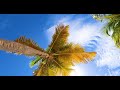 Palm Calm: 3 Hour of Tropical Beaches, Ocean Sounds & Island Drone Footage (4K Video)