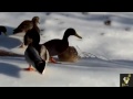 Clumsy ducks on ice Compilation I PP 2016