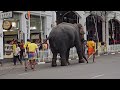 Elephant went out of Control in Kandy - අලි කුලප්පුව