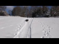 Husky sledding