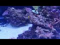 200 gallon stony coral tank
