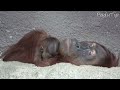 Baby Orangutan (11 days old) with Mother - Zoo Prague [2024]