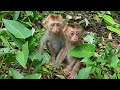 Daily activities of p_oor baby monkeys looking for food near the water every day