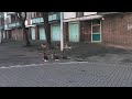 Duck respect Holland Style