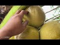 Amazing Growing to coconut tree using these simple ways to​ more fruit in the shortest time