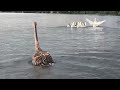 Ostrich grew up with ducks and thinks it's a duck #animalshorts #wildlife #birds