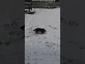 dachshund playing in the snow