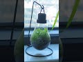 Rounded terrarium #terrarium #diy #howto #plants #fyp #plantsmakepeoplehappy #Light bulb