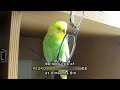 TEACH YOUR BIRD TO TALK - 90 Minutes of NON STOP BUDGIE TALKING | PEDRO the Budgie Video #9