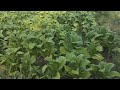 this is our product during summer time in my province,tobacco #shortvideos