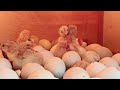 Menetaskan Telur Ayam Kampung Yudistira Aky Elba Ayam Petelur Unggul & Siam Bangkok Anak Ayam Elid