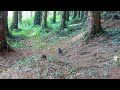 Wildlife activity in the Forest 4