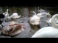 Wednesday Swan Feeding Part 2