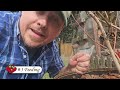 3 Quick Spring Blueberry Tips For 2024 - Garden Quickie Episode 192