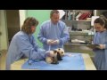 Panda Cub 6th Exam