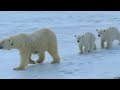 Polar bear mother and cubs