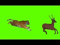 copyright free green screen animal videos
