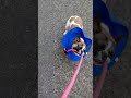 Lola playing tug of war with the leash 🤪 #bulldog