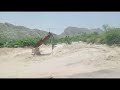 میانوالی موسی خیل ڈھک والی خطرناک پہاڑی  // johar Shah vlogs