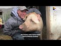 Pig Loves To Launch Himself Onto His Dad's Lap | The Dodo Soulmates
