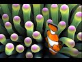 Clownfish🐠 ,Feeding Fish,Relaxing Music