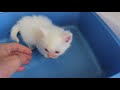 White Kittens Get a Bath