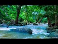 Serene River Flow With Relaxing Nature Sounds in a Green Wilderness