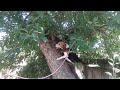 Beagle Dog Climbs Tree Cute Puppy Video