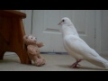 Dove meets Duffy Bear