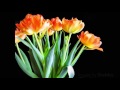 Orange Tulip Video