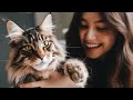 12 Secrets Things Maine Coon Cat Do When They Loves You - Signs Of Love