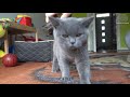 Blue British Shorthair Cats - Pampering