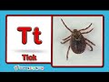 Learn About Bugs from A to Z for Kids | Fun and Educational Insect Facts