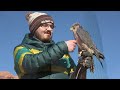 Falconry: Kestrel success secrets part 1