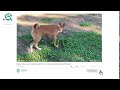 BASENJI - ALL TRUTH ABOUT BASENJI DOG BREED - WHY YOU CAN NOT START DASENJI