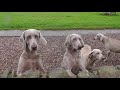 Dog Breed Video: Weimaraner
