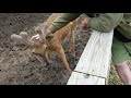Scratching a buck's antlers