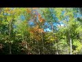 Time lapse with fall color trees