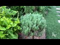 How to Grow Lavender in My Small Garden