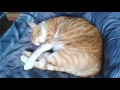 Wake up reaction of my cat - Funny Cat