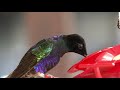 Amazing Hummingbirds