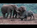 4K African Animals: What We Found in Masai Mara National Reserve, Relaxation Film With African Music