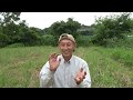 【自然農】草を刈って敷く、その驚くべき効果　2024年6月29 日【natural farming】